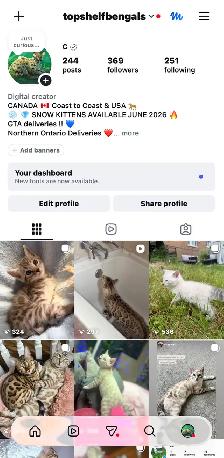 Gorgeous Snow Bengal Kittens Available! - Photo 7