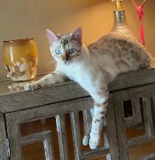 Gorgeous Snow Bengal Kittens Available! - Photo 9