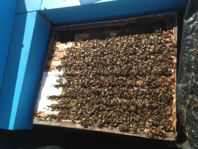 BEEKEEPERS WANTED