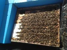 BEEKEEPERS WANTED
