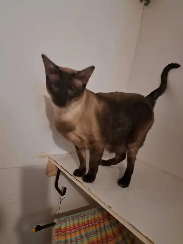Chat oriental