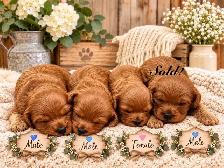 Beautiful Red Cavapoo’s!♥️