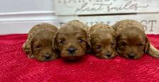 Beautiful Red Cavapoo’s!♥️ - Photo 2