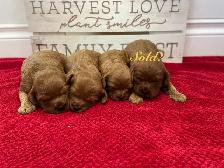 Beautiful Red Cavapoo’s!♥️ - Photo 3