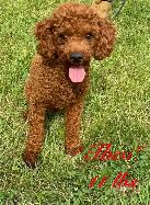 Beautiful Red Cavapoo’s!♥️ - Photo 6