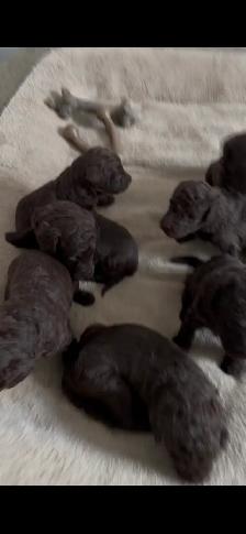 Dogs for rehoming - Photo 3