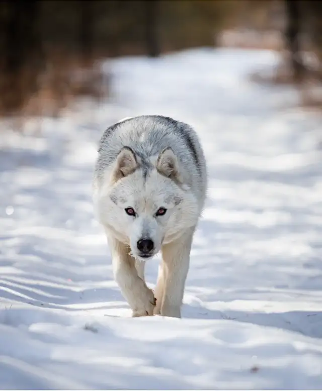 Gorgeous Husky
