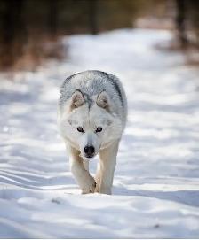 Gorgeous Husky