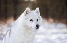 Gorgeous Husky - Photo 2