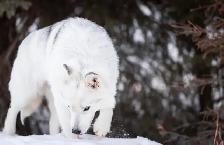 Gorgeous Husky - Photo 3