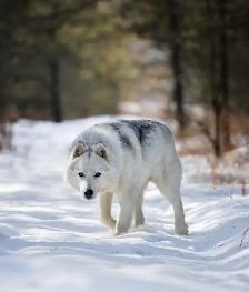 Gorgeous Husky - Photo 4