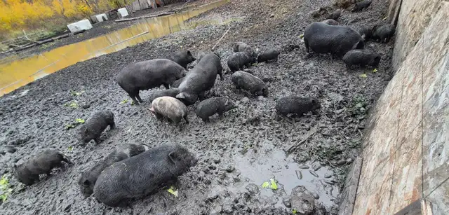 piglets kune x Berkshire