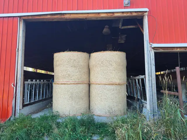 Alfalfa round hay bales