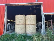 Alfalfa round hay bales