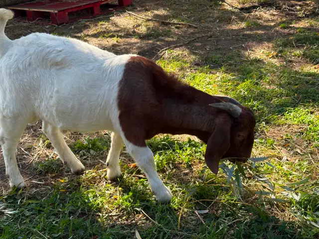 Bouc chèvres viande  halal