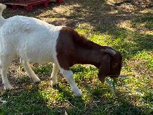 Bouc chèvres viande  halal