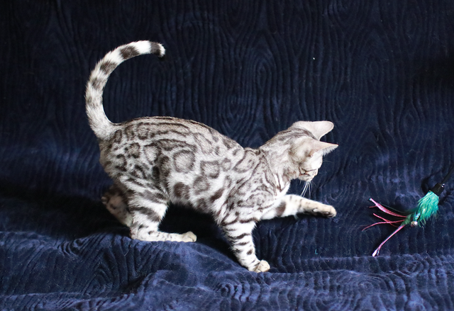Stunning Bengal Kittens - Brown, Silver, Melanistic - TICA