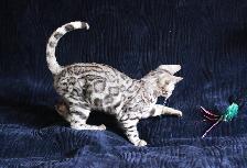 Stunning Bengal Kittens - Brown, Silver, Melanistic - TICA