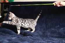 Stunning Bengal Kittens - Brown, Silver, Melanistic - TICA - Photo 2