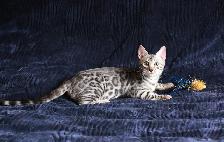 Stunning Bengal Kittens - Brown, Silver, Melanistic - TICA - Photo 3
