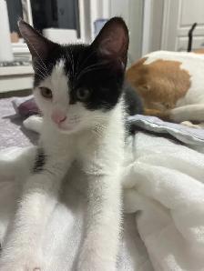 2 Tuxedo Kittens for Rehoming
