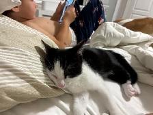 2 Tuxedo Kittens for Rehoming - Photo 2