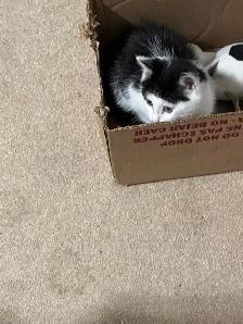 2 Tuxedo Kittens for Rehoming - Photo 3