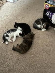 2 Tuxedo Kittens for Rehoming - Photo 4