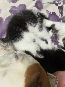 2 Tuxedo Kittens for Rehoming - Photo 5