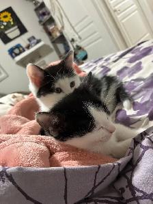 2 Tuxedo Kittens for Rehoming - Photo 6