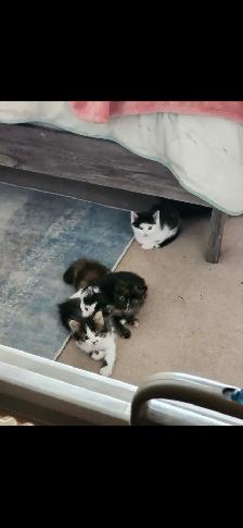 2 Tuxedo Kittens for Rehoming - Photo 7