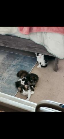 2 Tuxedo Kittens for Rehoming - Photo 8