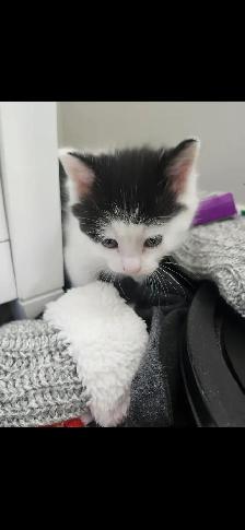 2 Tuxedo Kittens for Rehoming - Photo 9