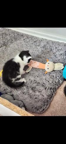 2 Tuxedo Kittens for Rehoming - Photo 10