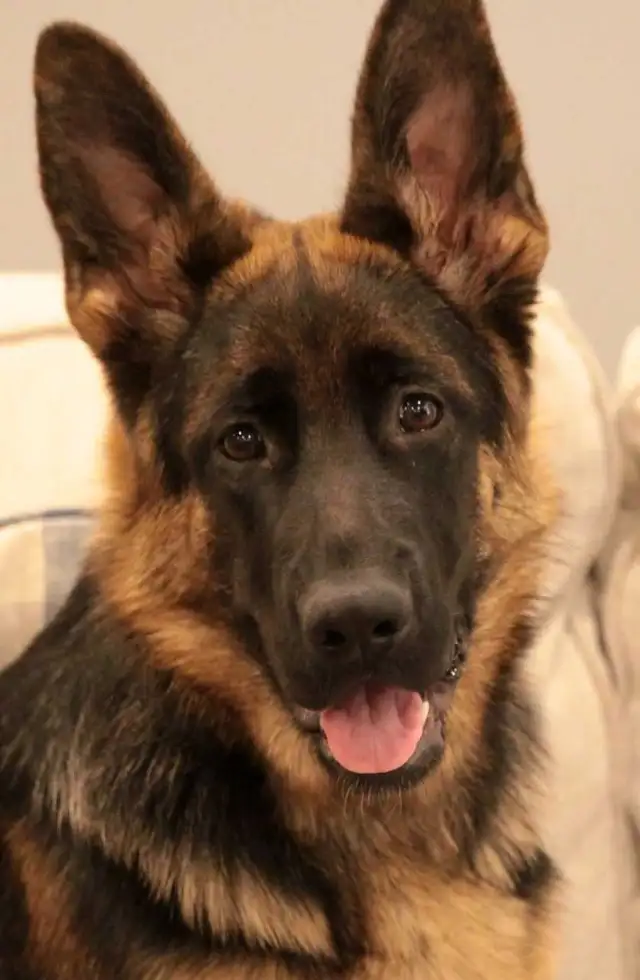 URGENT - German Shepherd Puppy For Sale
