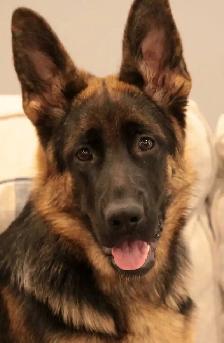 URGENT - German Shepherd Puppy For Sale