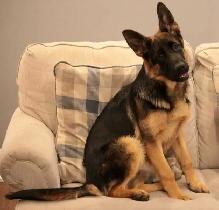 URGENT - German Shepherd Puppy For Sale - Photo 2