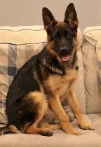 URGENT - German Shepherd Puppy For Sale - Photo 3