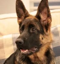 URGENT - German Shepherd Puppy For Sale - Photo 4