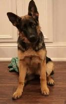 URGENT - German Shepherd Puppy For Sale - Photo 5