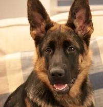 URGENT - German Shepherd Puppy For Sale - Photo 6