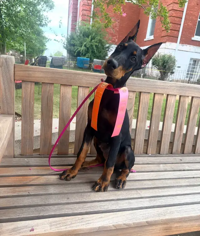 Doberman Male update
