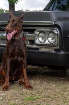 Doberman Male update - Photo 2