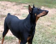 Doberman Male update - Photo 3