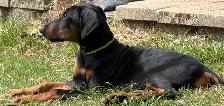 Doberman Male update - Photo 4