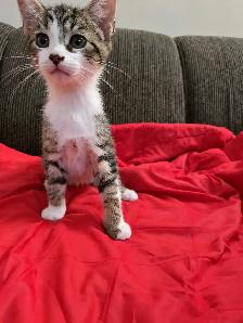 Chatons Tabby mix à vendre ! - Photo 3