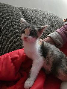 Chatons Tabby mix à vendre ! - Photo 4