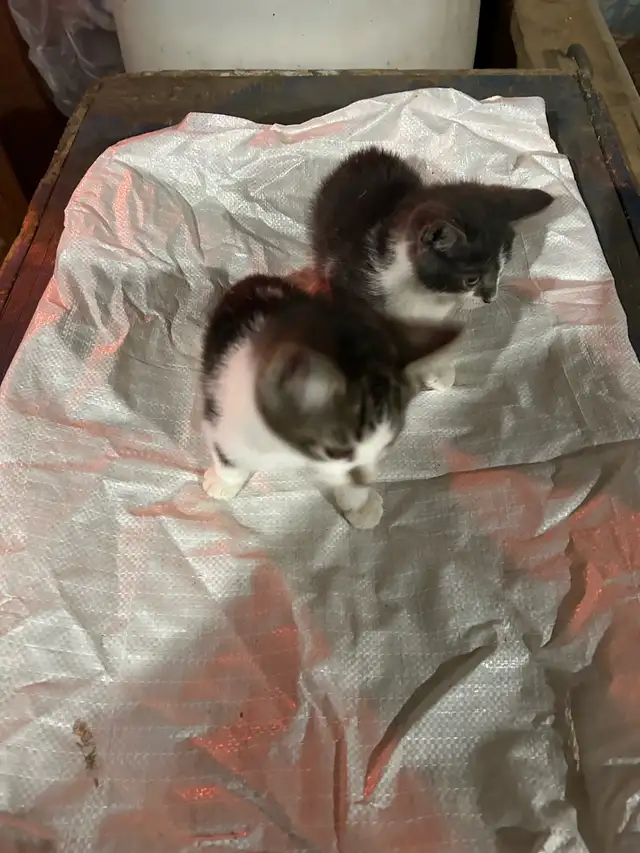 TWO KITTENS