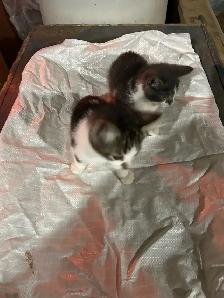 TWO KITTENS