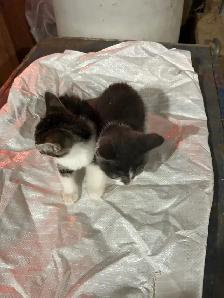 TWO KITTENS - Photo 2